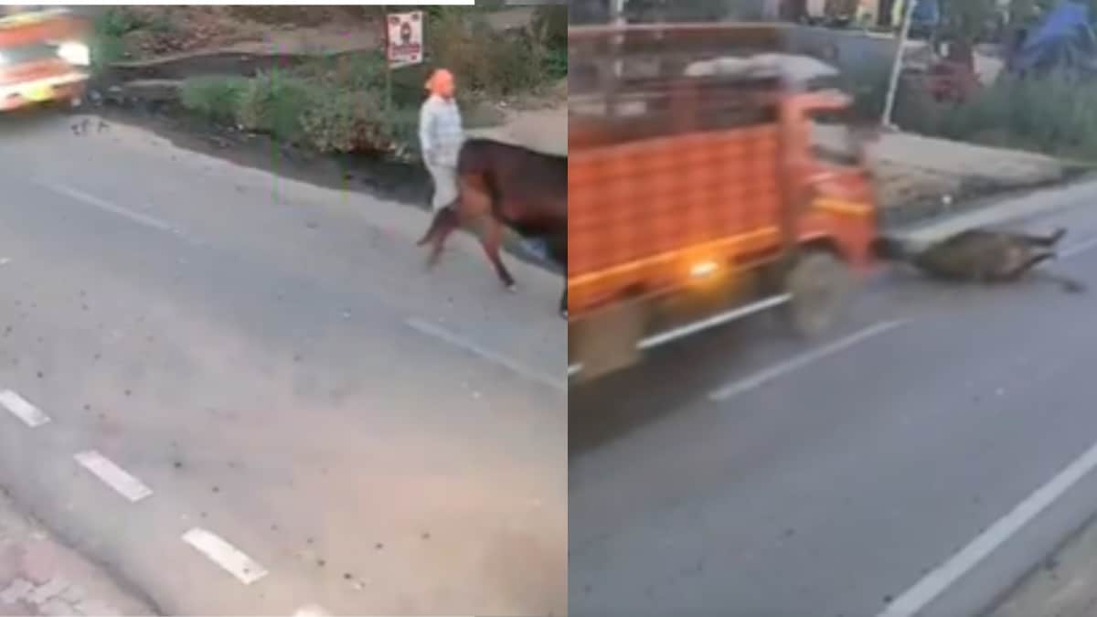 On Camera, Reckless Truck Driver Hits Man And Bull In Bulandshahr