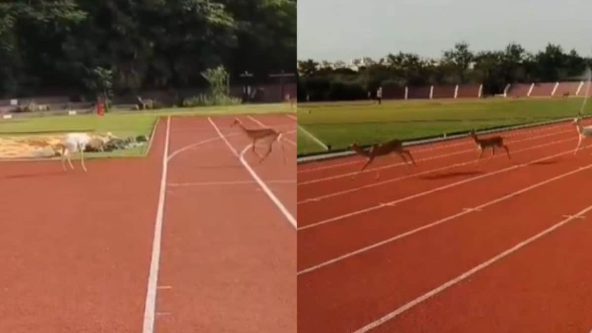In Rare Video, Rare Albino Blackbuck And Deer Sprint Across IIT Madras Campus