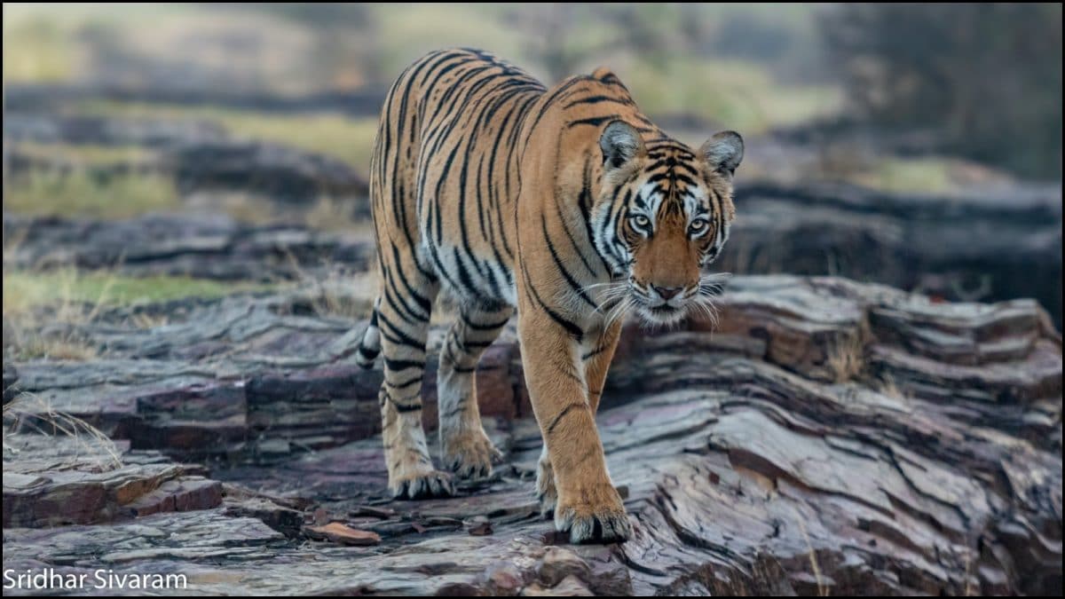 ‘Rest In Peace, Arrowhead’: Ranthambore’s Tigress Dies Hours After Daughter’s Relocation