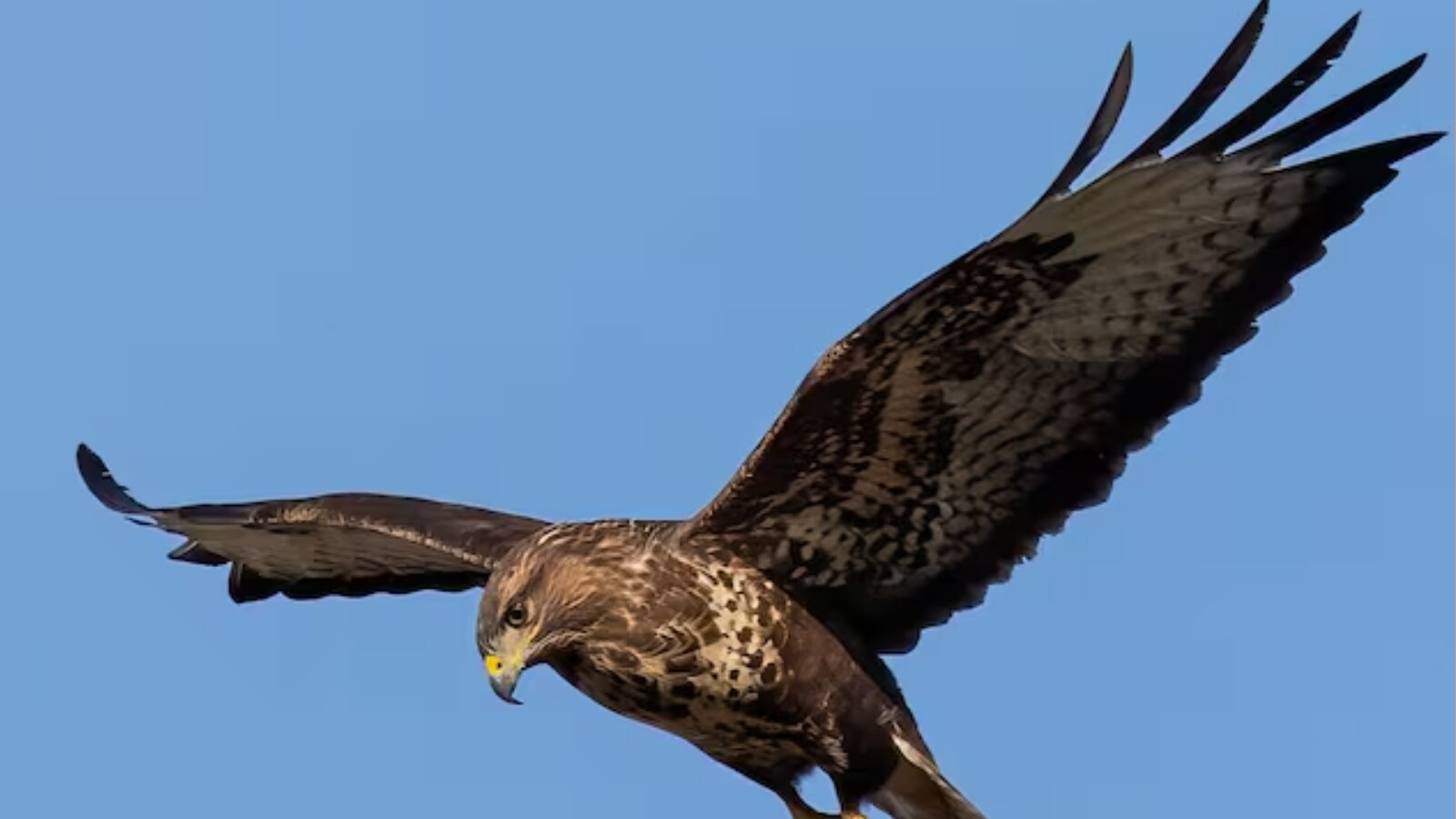 Dive-Bombing Buzzard Terrorizes Essex Village, Attacks Residents
