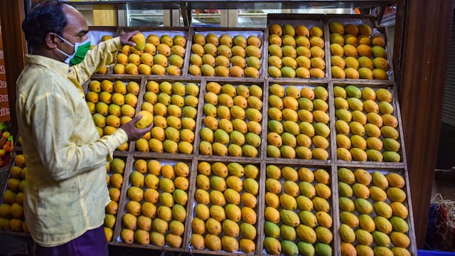 India, the world’s largest exporter of mangoes, grows nearly 1,000 varieties across the country. (Representative/PTI)