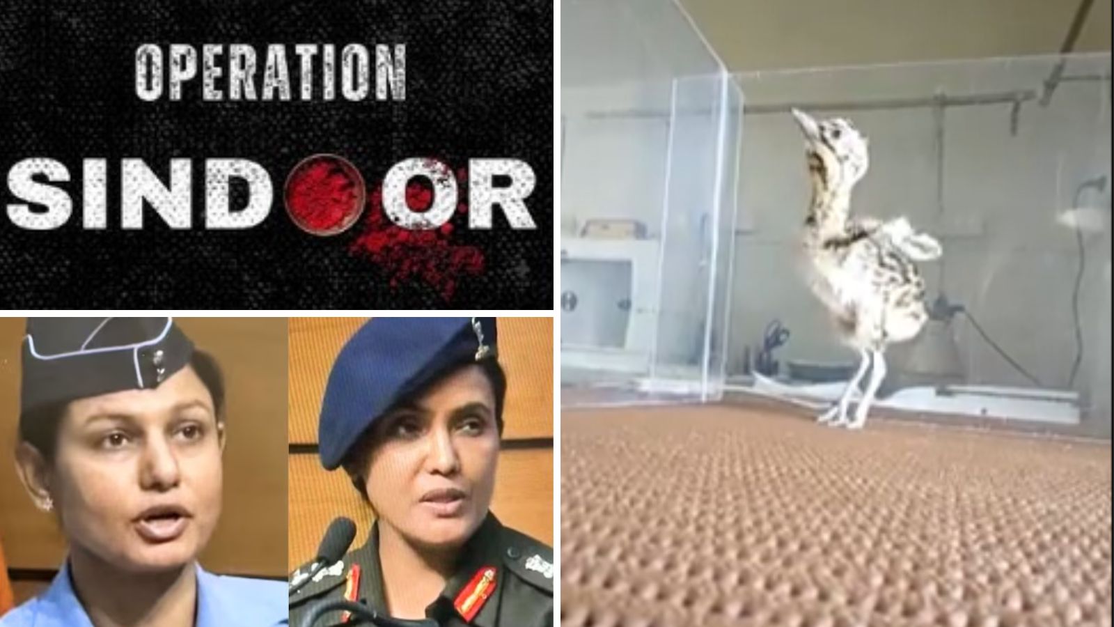 Rajasthan Names Bustard Chicks After Military Operation