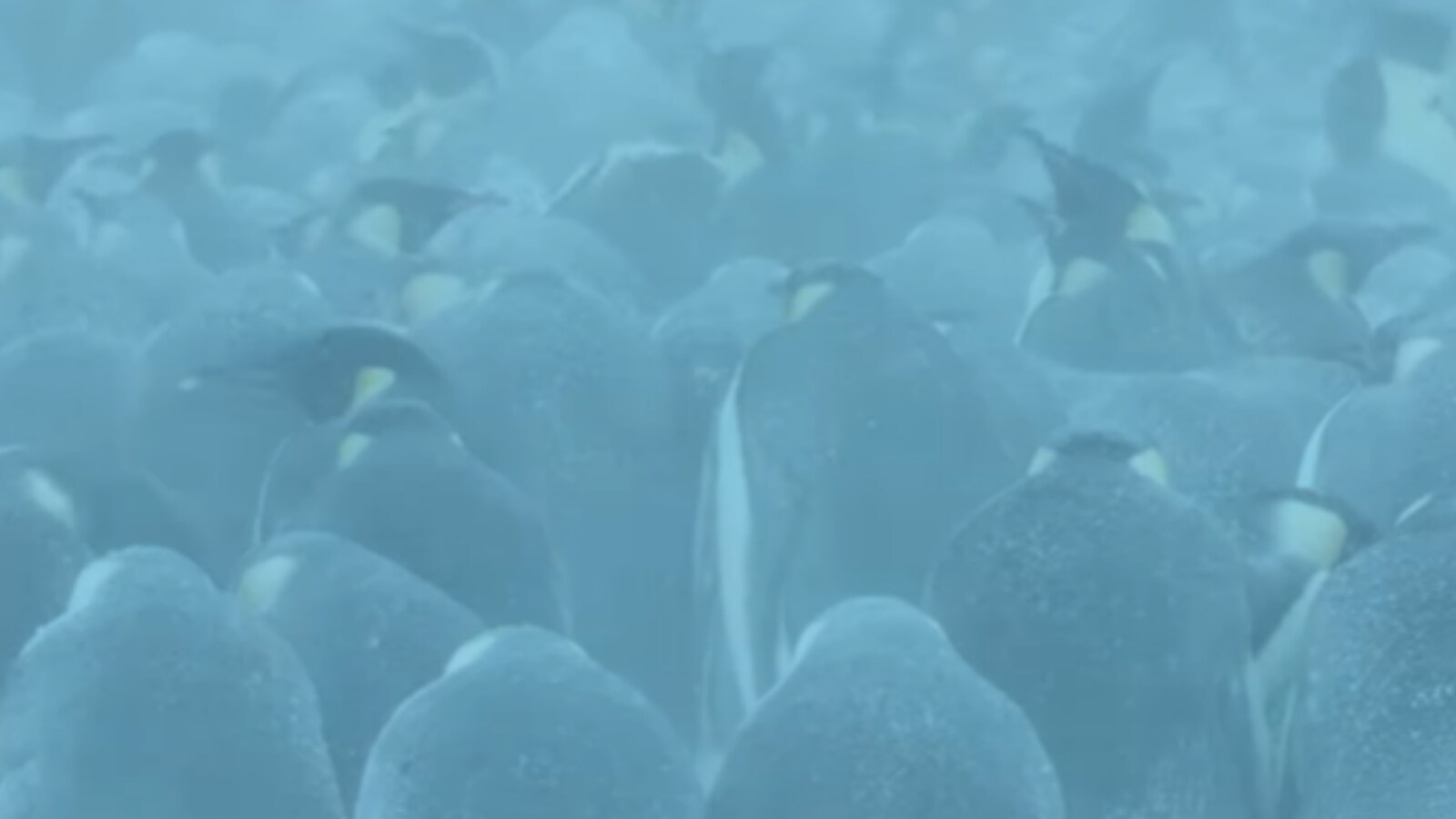 Emperor Penguins Celebrated as 'World's Most Dedicated Dads'