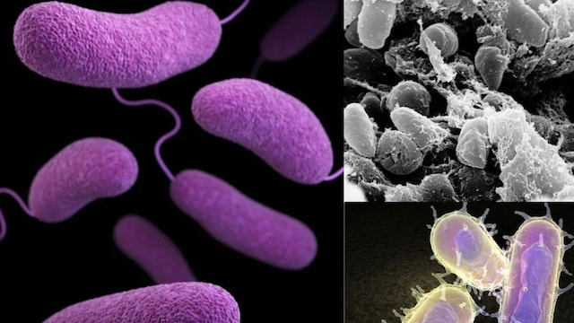 The reason why this bacteria has survived so long is because of its ability to adapt.
