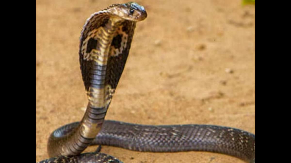 Ex-Soldier Brings Snake to Hospital After Bite, Saves Life