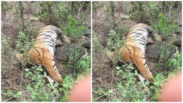 Probe Launched After Tigress, Four Cubs Found Dead In Karnataka Forest |  India News - News18