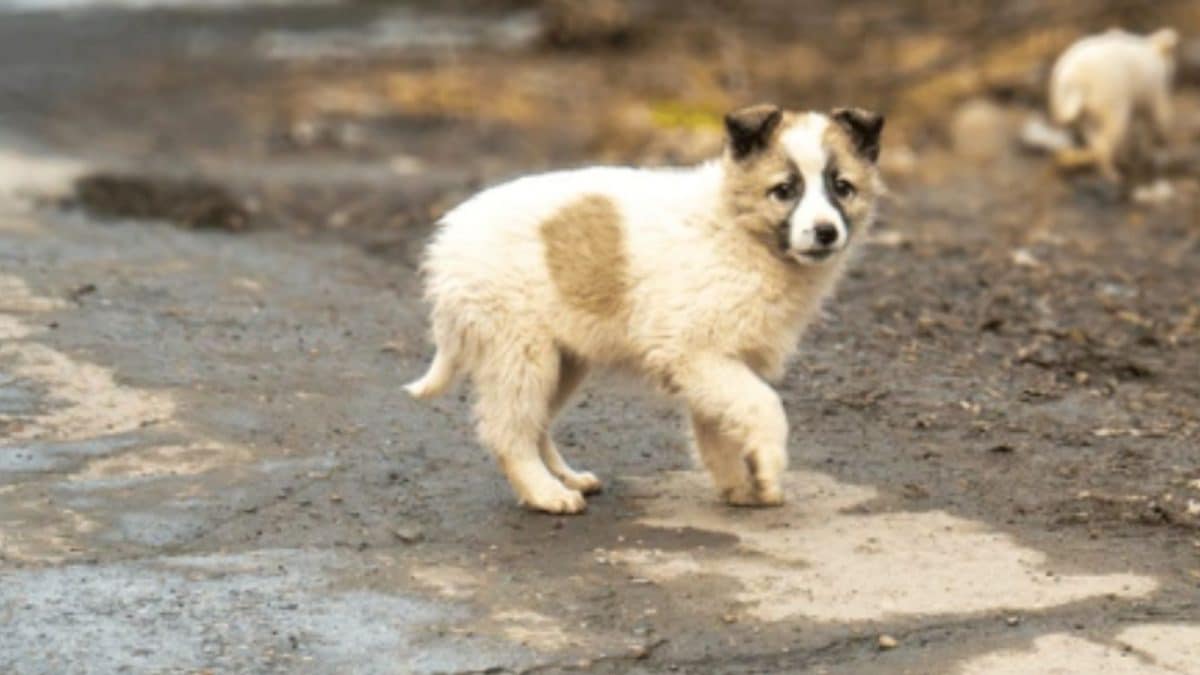 UK Woman, 59, Dies Of Rabies After Getting 'Scratched' By Stray Puppy