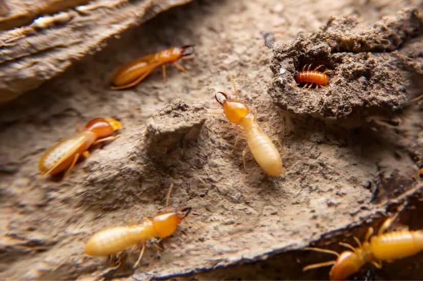 Sunlight Exposure: Termites cannot tolerate heat or sunlight. Place infested furniture in direct sunlight for 2–3 days to eliminate them naturally. (News18 Telugu) Sunlight Exposure: Termites cannot tolerate heat or sunlight. Place infested furniture in direct sunlight for 2–3 days to eliminate them naturally. (News18 Telugu)