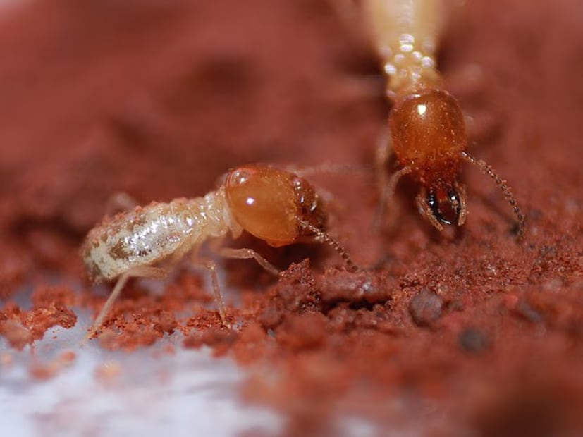 Boric Acid Powder: Boric acid is a well-known insect killer. Sprinkle the powder directly or mix it with water and spray on the affected area. Termites ingest the poison and die shortly after. (News18 Telugu) Boric Acid Powder: Boric acid is a well-known insect killer. Sprinkle the powder directly or mix it with water and spray on the affected area. Termites ingest the poison and die shortly after. (News18 Telugu)