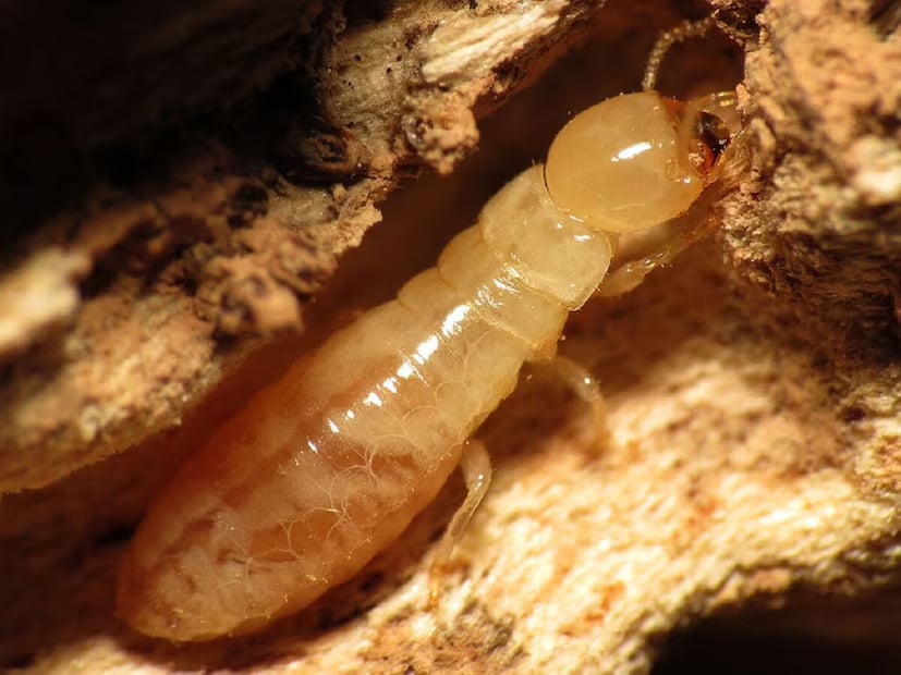 If home remedies do not work or the infestation is severe, it is advisable to contact professional pest control services to avoid further damage. (News18 Telugu) If home remedies do not work or the infestation is severe, it is advisable to contact professional pest control services to avoid further damage. (News18 Telugu)