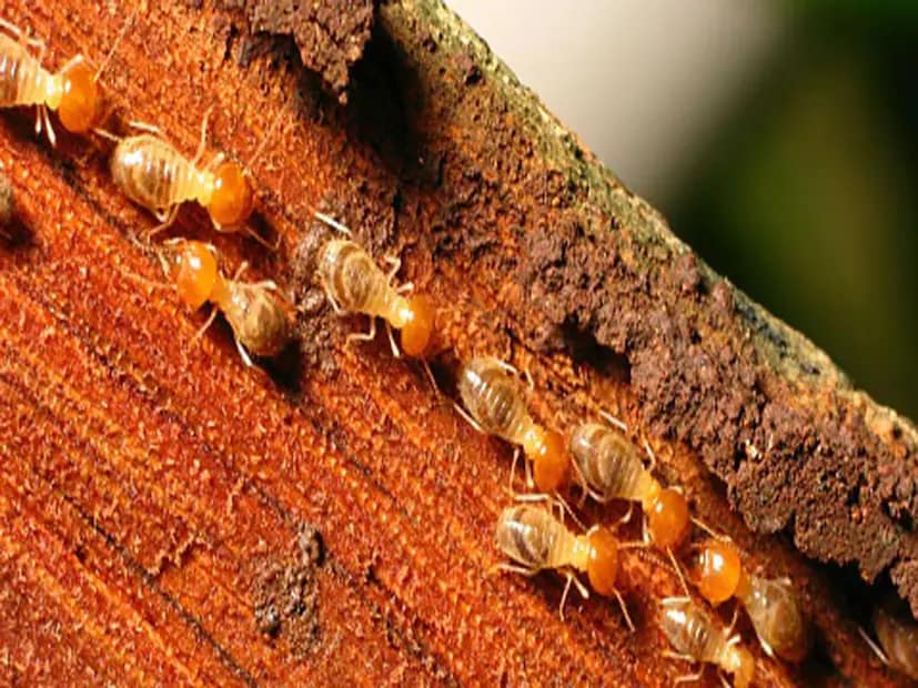 Tips To Prevent Future Termite Attacks: Once the infestation is under control, it’s essential to take steps to prevent it from happening again. For this, keep wooden furniture dry at all times. Fix any leaks in walls, ceilings or pipes promptly, as termites are drawn to moisture. Use termite-resistant woods like cedar or redwood while making furniture, and opt for chemical treatment if needed. Watch for early signs such as hollow-sounding wood, mud tubes, or termite droppings (frass). (News18 Telugu) Tips To Prevent Future Termite Attacks: Once the infestation is under control, it’s essential to take steps to prevent it from happening again. For this, keep wooden furniture dry at all times. Fix any leaks in walls, ceilings or pipes promptly, as termites are drawn to moisture. Use termite-resistant woods like cedar or redwood while making furniture, and opt for chemical treatment if needed. Watch for early signs such as hollow-sounding wood, mud tubes, or termite droppings (frass). (News18 Telugu)
