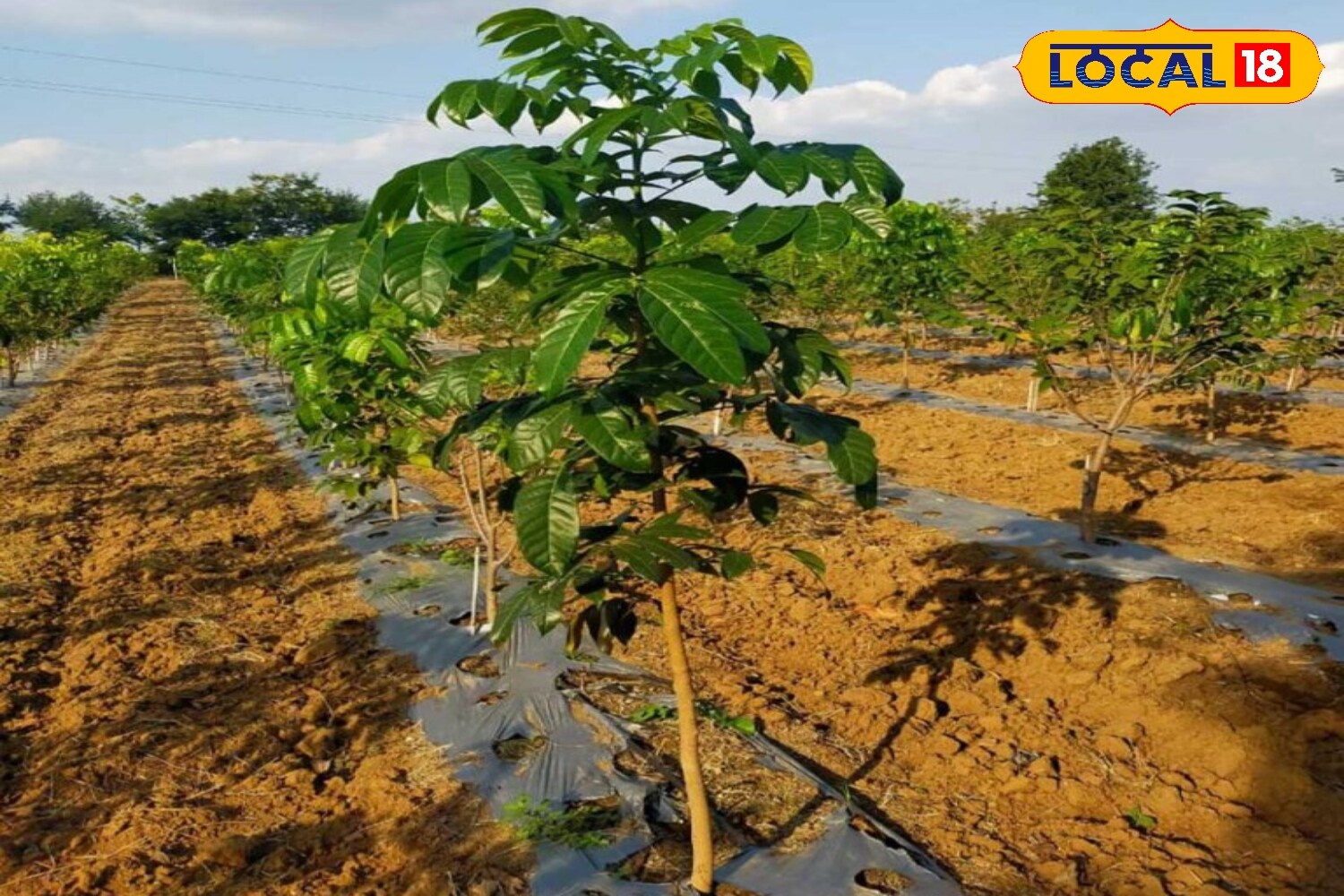 From Barren Land To Fortune: Plant This Tree And Earn Crores In 12 Years!