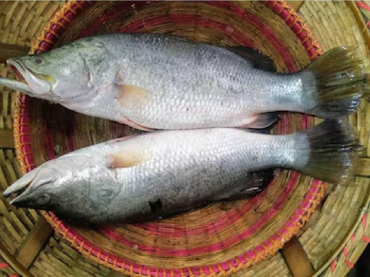 A collaborative study involving Belda College and Vidyasagar University in Paschim Medinipur, along with Raja Narendralal Khan Mahila Mahavidyalaya, suggests that Bhola Bhetki has powerful effects on blood sugar, blood pressure, and even cardiovascular health. The work, initiated in 2017 under the leadership of Professor Kaushik Das, also included contributions from Professors Srabanti Pain and Jayshree Laha, and student researchers Sanjay Das, Supriya Bhowmik, and Sayan Panda.