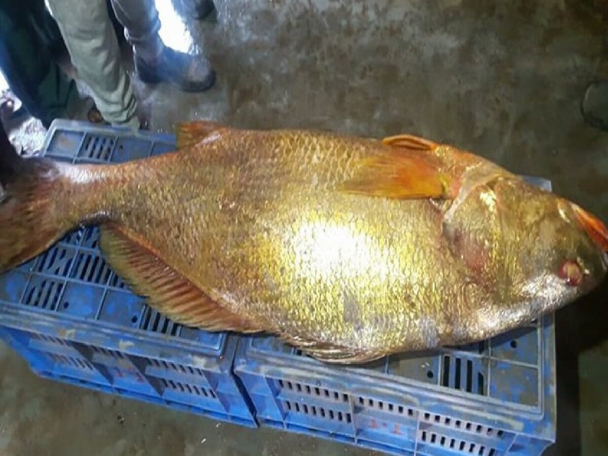 Their findings are striking: Bhola Bhetki not only stabilised blood pressure but significantly reduced signs of heart disease. People who regularly consume this fish report fewer issues with hypertension and heart problems, said Professor Pain, who was honoured for her work at the 2023 West Bengal Science and Technology Congress.