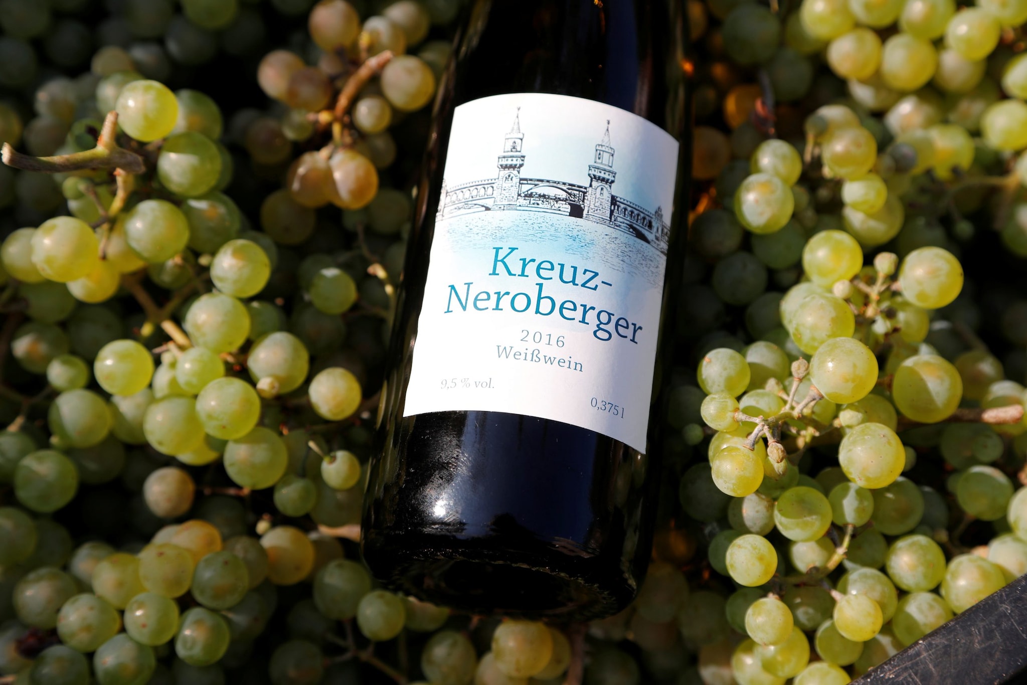 A bottle of Kreuzneroberger Riesling 2016 vintage wine is pictured during the harvest of Riesling grapes at the Weingarten vineyard at Berlin's district Kreuzberg Friedrichshain, Germany. Since 1968, the local department of the Environment and Nature of Berlin's district Kreuzberg planted over decades about 300 Riesling and Pinot Noir grapevines, which now produce a stable vintage of about 400 kilograms each year. (IMAGE: REUTERS) A bottle of Kreuzneroberger Riesling 2016 vintage wine is pictured during the harvest of Riesling grapes at the Weingarten vineyard at Berlin's district Kreuzberg Friedrichshain, Germany. Since 1968, the local department of the Environment and Nature of Berlin's district Kreuzberg planted over decades about 300 Riesling and Pinot Noir grapevines, which now produce a stable vintage of about 400 kilograms each year. (IMAGE: REUTERS)