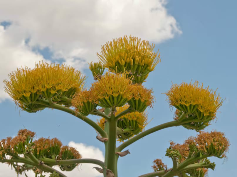 Agave Americana (Century Plant): Also known as the Century Plant, Agave Americana typically blooms once every 80 to 100 years. Native to parts of the United States and Mexico, this plant dies after its one-time flowering. Its tall flowering stalk can grow several metres high, making the event quite a spectacle. (News18 Hindi) Agave Americana (Century Plant): Also known as the Century Plant, Agave Americana typically blooms once every 80 to 100 years. Native to parts of the United States and Mexico, this plant dies after its one-time flowering. Its tall flowering stalk can grow several metres high, making the event quite a spectacle. (News18 Hindi)