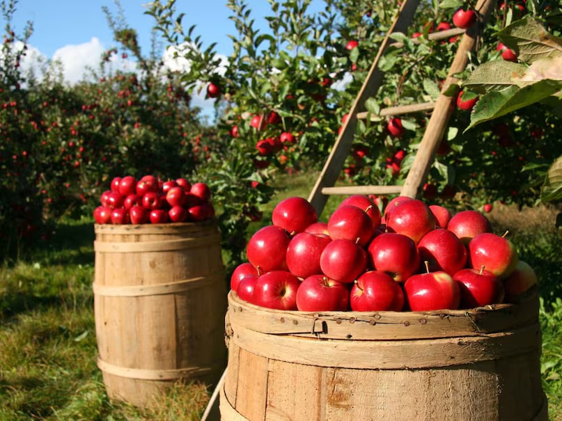 Opting for seasonal fruits and vegetables is not only beneficial but also safer. These items are less likely to be tampered with and are freshly harvested. Seasonal produce is widely available and packed with natural freshness. In contrast, off-season fruits are often stored for longer durations or treated to look fresh, increasing the risk of adulteration. (News18 Hindi) Opting for seasonal fruits and vegetables is not only beneficial but also safer. These items are less likely to be tampered with and are freshly harvested. Seasonal produce is widely available and packed with natural freshness. In contrast, off-season fruits are often stored for longer durations or treated to look fresh, increasing the risk of adulteration. (News18 Hindi)