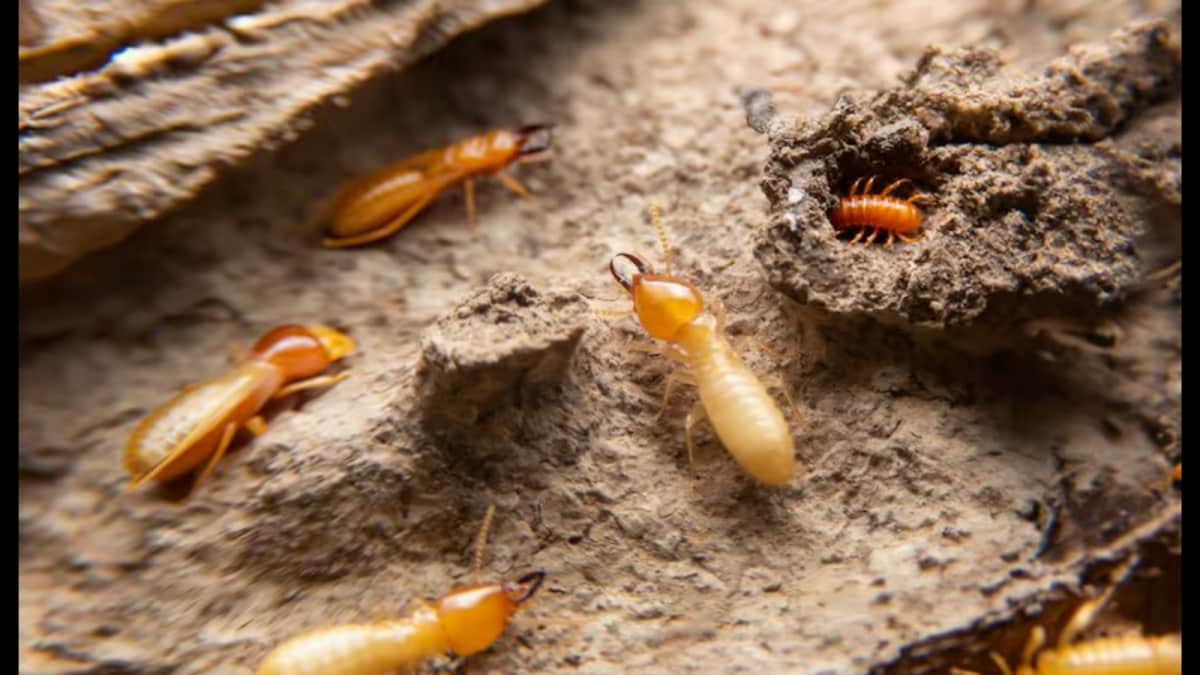 Get Rid Of Termites Without Spending A Rupee! Try These 5 Simple Home Remedies