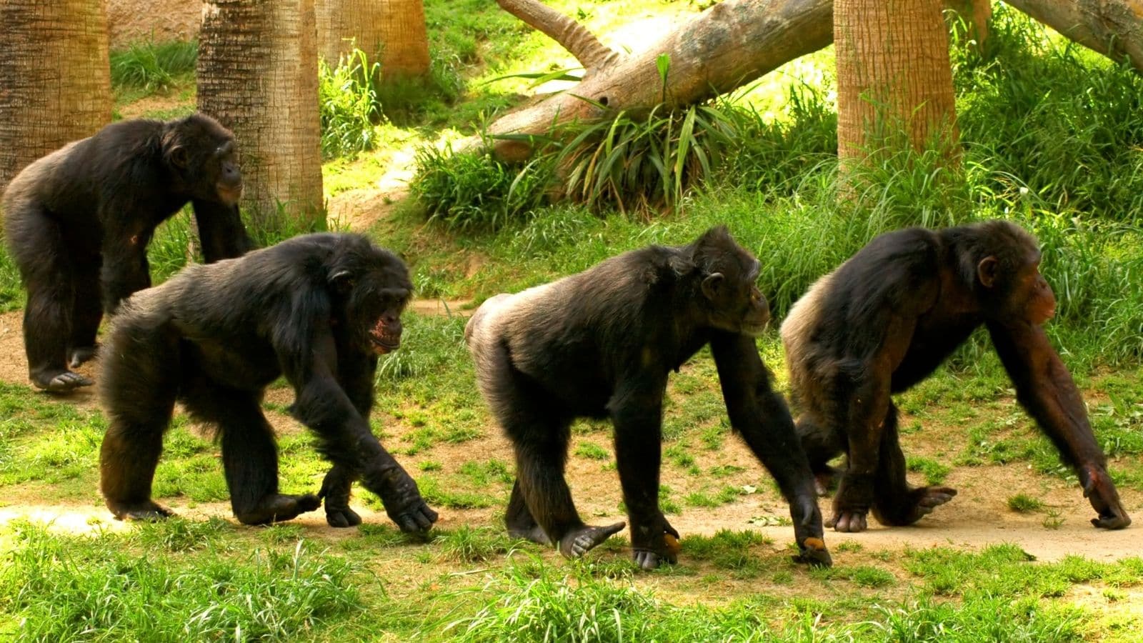Chimpanzees