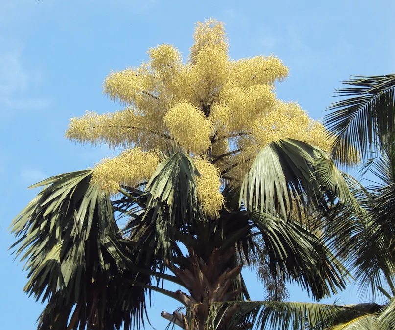 Talipot Palm (Corypha Umbraculifera): This massive tree is found in South India, Sri Lanka, and some other South Asian countries. It blooms once every 60 to 100 years. Growing up to 25-30 metres in height, the Talipot Palm produces millions of tiny flowers at once during its bloom. Like Puya raimondii, it also begins to die after flowering. (News18 Hindi) Talipot Palm (Corypha Umbraculifera): This massive tree is found in South India, Sri Lanka, and some other South Asian countries. It blooms once every 60 to 100 years. Growing up to 25-30 metres in height, the Talipot Palm produces millions of tiny flowers at once during its bloom. Like Puya raimondii, it also begins to die after flowering. (News18 Hindi)