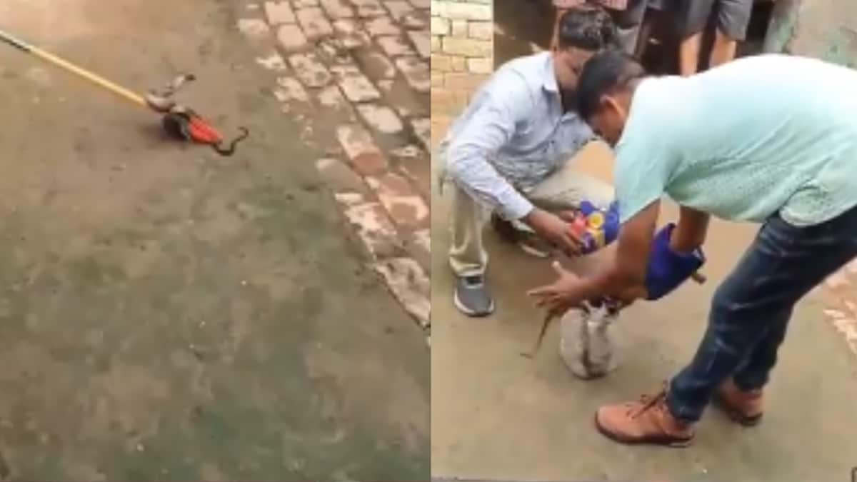 UP Village Fears Snake's Revenge After Death of Male Snake