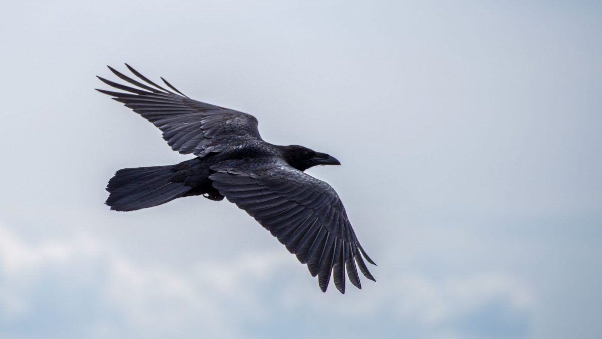 Bhutan's Raven: National Bird and Symbol of Protection