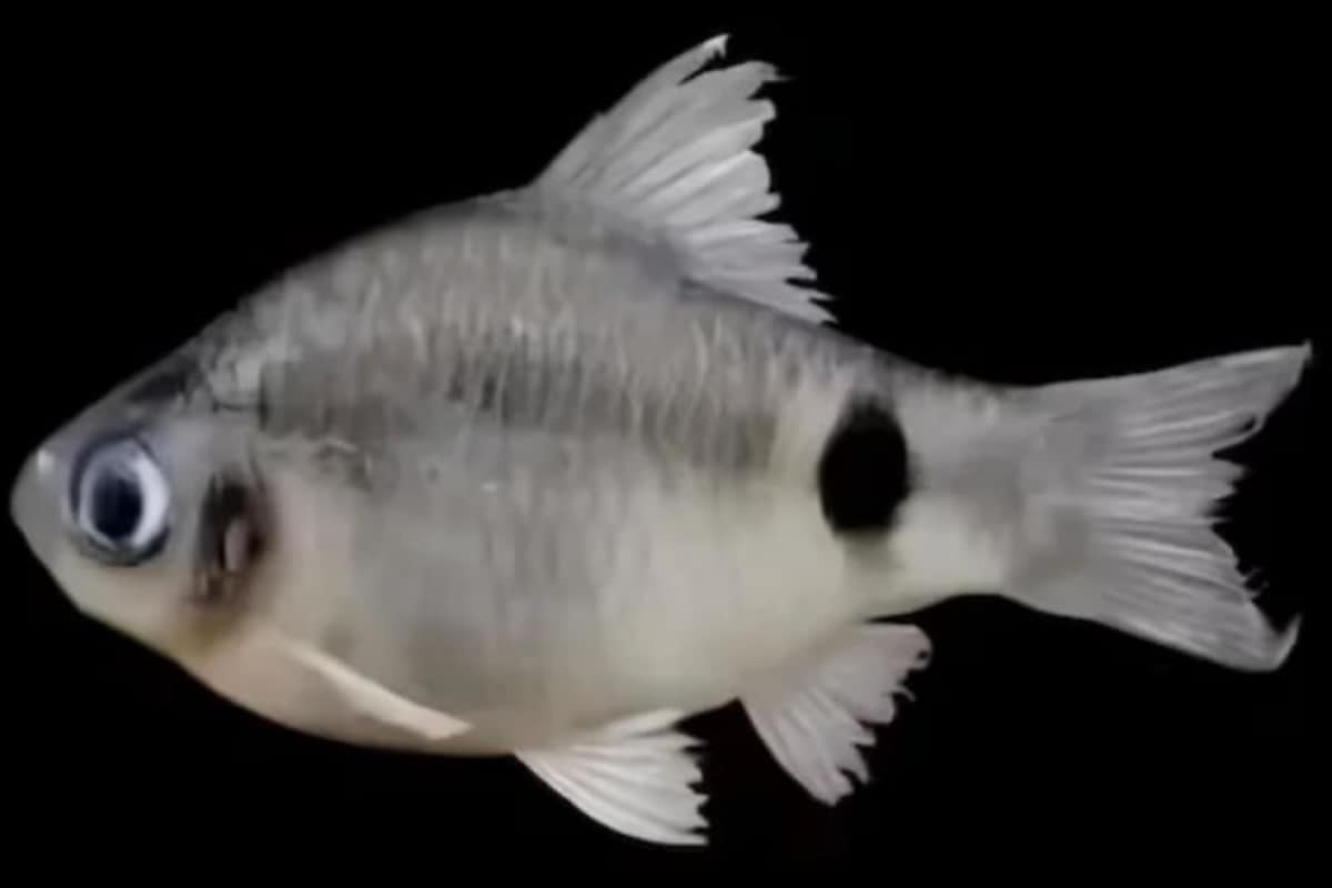 New Fish Species Discovered In The Depths Of Brahmaputra River, Named After Assam City