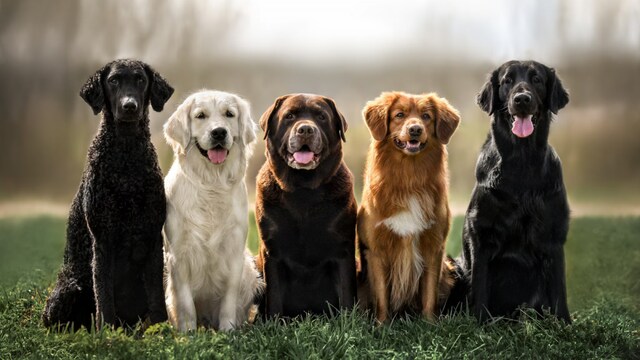 This rule has seen stricter enforcement following the recent tragic death of a four-month-old girl in Ahmedabad reportedly due to a dog attack. (News18)
