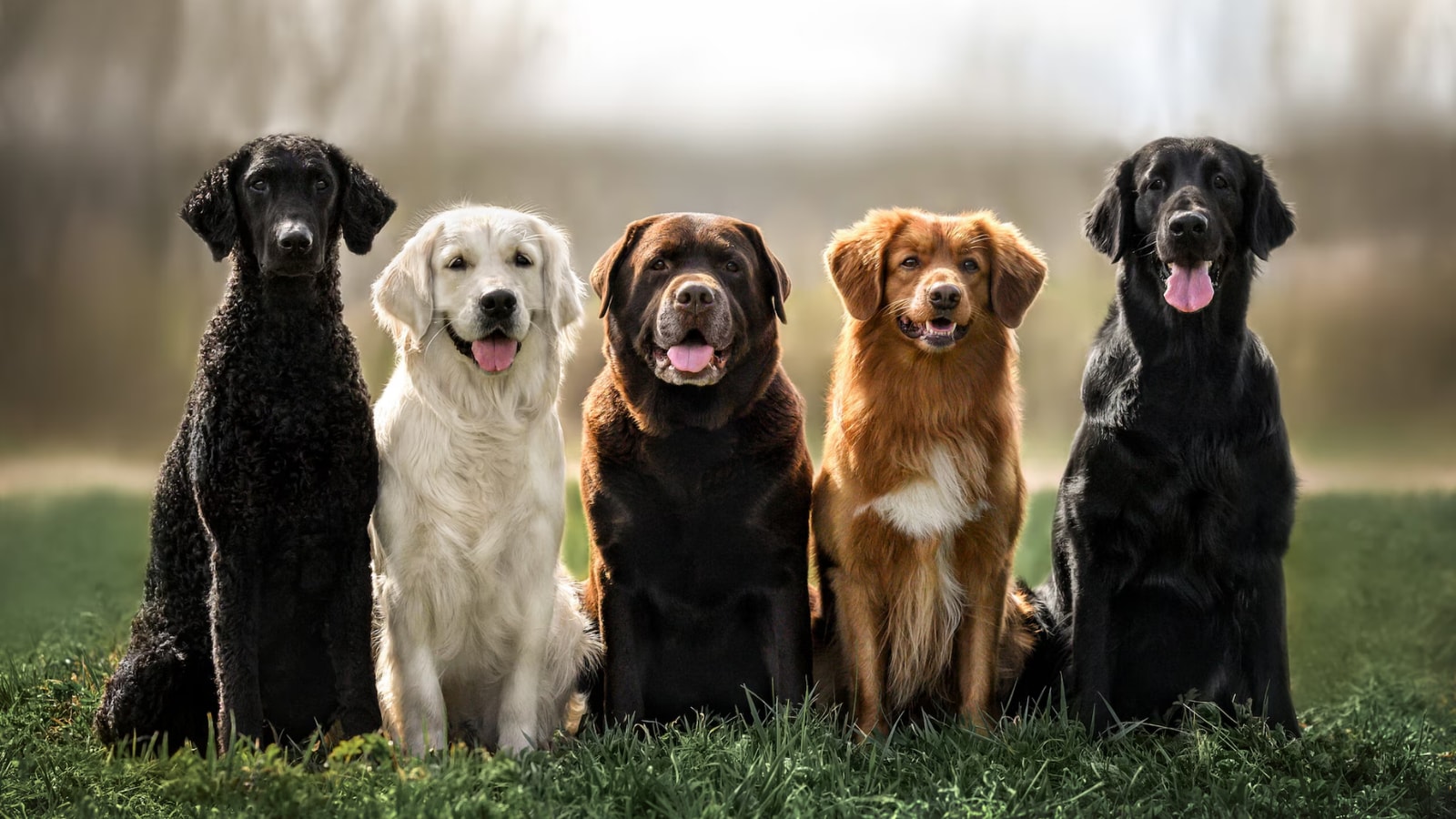 Want A Dog? You'll Need 10 Neighbours And A President To Say Yes First |  India News - News18