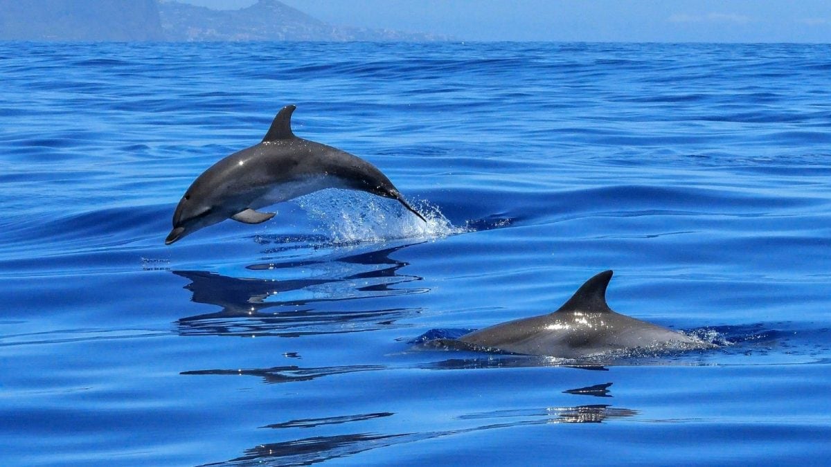 <div>Chasing Dreams? Not Quite. This UK Man Was 'Stalking' Dolphins But Now He’s Banned</div>