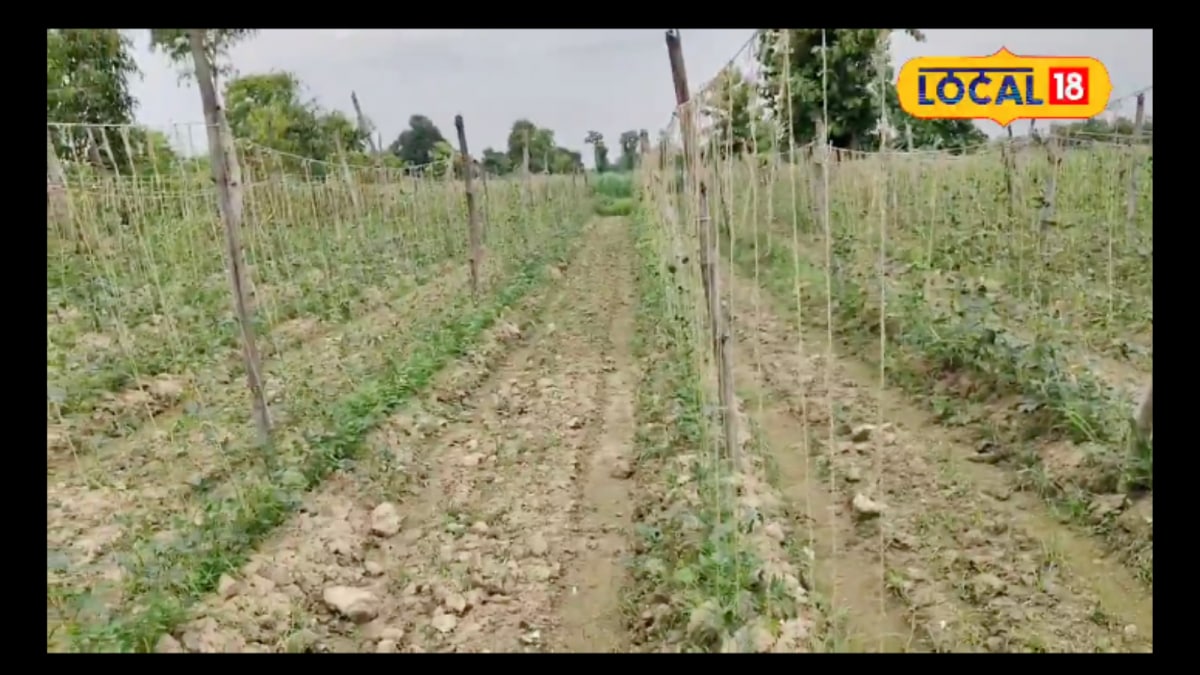 Cowpea Farming: Earn Up To Rs 1 Lakh In Just 3 Months If You Have 1 Bigha Land And Rs 5,000