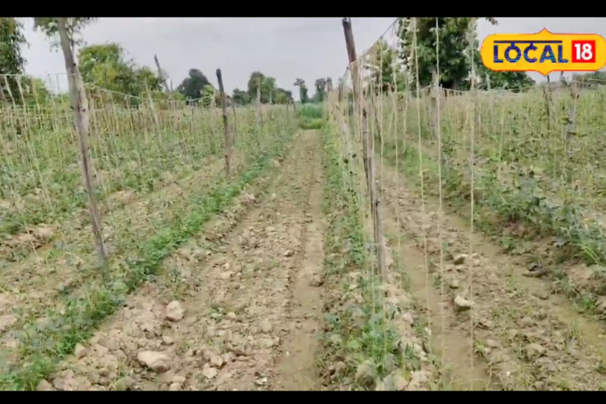 Cowpea Farming: Earn Up To Rs 1 Lakh In Just 3 Months If You Have 1 Bigha Land And Rs 5,000