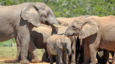 File photo of elephants