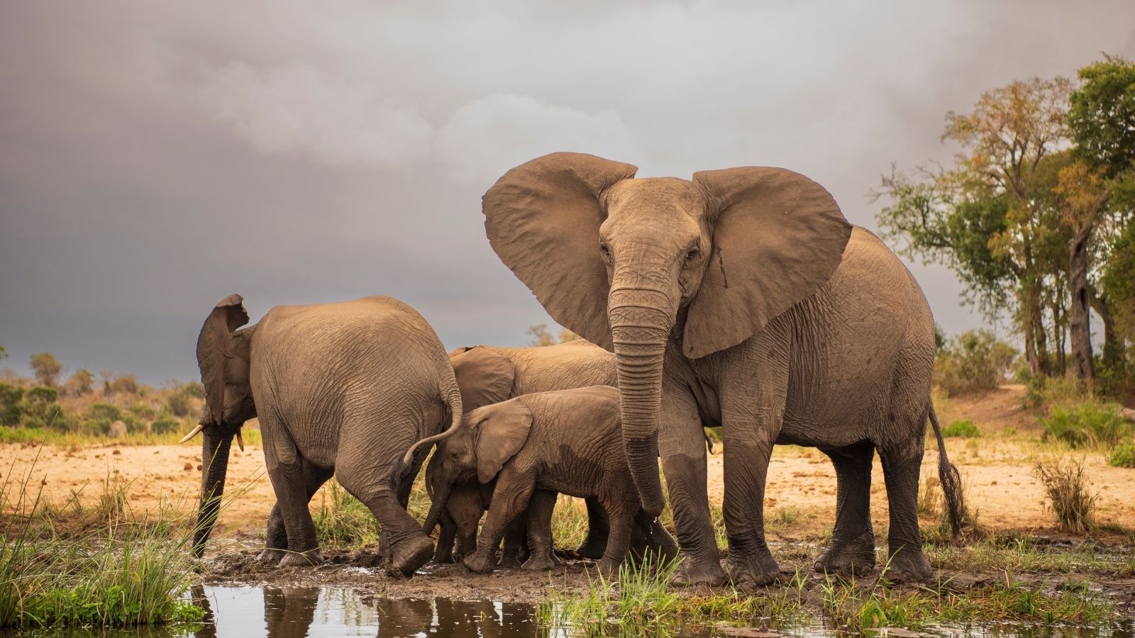 Elephants