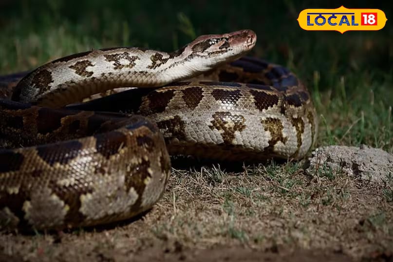According to Mahadev, different species of snakes have different lifespans, often influenced by their environment. In Madhya Pradesh alone, including Khargone, around 40 species of snakes are found. However, only a few of them frequently come into contact with people. (News18 Hindi) According to Mahadev, different species of snakes have different lifespans, often influenced by their environment. In Madhya Pradesh alone, including Khargone, around 40 species of snakes are found. However, only a few of them frequently come into contact with people. (News18 Hindi)