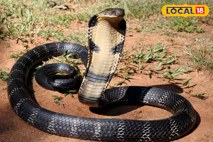 In contrast, more dangerous and less frequently seen species such as the Common Krait, Cobra, Russell’s Viper, and Saw-scaled Viper tend to live much longer. These snakes can often survive for over 15 years, with the python topping the list as one of the longest-living snake species. (News18 Hindi) In contrast, more dangerous and less frequently seen species such as the Common Krait, Cobra, Russell’s Viper, and Saw-scaled Viper tend to live much longer. These snakes can often survive for over 15 years, with the python topping the list as one of the longest-living snake species. (News18 Hindi)