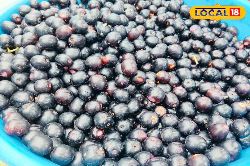 One of the first fruits to appear after the initial monsoon showers is jamun (Indian blackberry). It has a short season and remains available for only a few days, yet its demand in the markets is quite high. Jamun is known for its health benefits, particularly in managing fatty liver, diabetes, and digestive issues such as gas. (News18 Hindi) One of the first fruits to appear after the initial monsoon showers is jamun (Indian blackberry). It has a short season and remains available for only a few days, yet its demand in the markets is quite high. Jamun is known for its health benefits, particularly in managing fatty liver, diabetes, and digestive issues such as gas. (News18 Hindi)