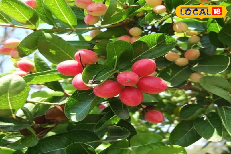 In states like Uttar Pradesh, Madhya Pradesh, and Haryana, karonda pickle still holds a special place in traditional meals. It is not unusual to see children happily polishing off several rotis with just a helping of this pickle and a bit of homemade butter - showing how such local produce continues to add flavour to everyday life. (News18 Hindi) In states like Uttar Pradesh, Madhya Pradesh, and Haryana, karonda pickle still holds a special place in traditional meals. It is not unusual to see children happily polishing off several rotis with just a helping of this pickle and a bit of homemade butter - showing how such local produce continues to add flavour to everyday life. (News18 Hindi)