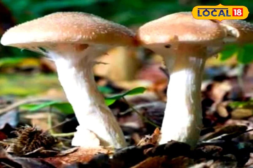 In addition to this, some experienced villagers in Bageshwar are using basic chemical tests at home. By applying a drop of ammonia or potassium hydroxide (KOH) to the mushroom's surface, they check for a sudden colour change (such as blue, green, or yellow), which may indicate toxicity. While this method isn't foolproof, it helps with initial identification. Paying attention to the mushroom's smell and juice can also provide useful clues. (News18 Hindi) In addition to this, some experienced villagers in Bageshwar are using basic chemical tests at home. By applying a drop of ammonia or potassium hydroxide (KOH) to the mushroom's surface, they check for a sudden colour change (such as blue, green, or yellow), which may indicate toxicity. While this method isn't foolproof, it helps with initial identification. Paying attention to the mushroom's smell and juice can also provide useful clues. (News18 Hindi)