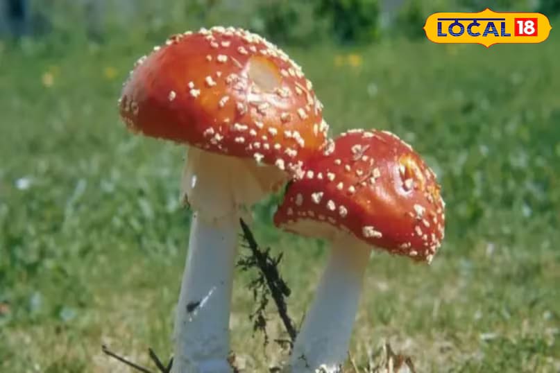 During the rainy season, mushrooms commonly grow in the forests of Bageshwar and surrounding areas. While some varieties are delicious, others can cause vomiting, diarrhoea, dizziness, liver failure, or even death. Always rely on clear identification, testing, and expert advice before consuming wild mushrooms. Even a small mistake can lead to fatal consequences, better safe than sorry. (News18 Hindi) During the rainy season, mushrooms commonly grow in the forests of Bageshwar and surrounding areas. While some varieties are delicious, others can cause vomiting, diarrhoea, dizziness, liver failure, or even death. Always rely on clear identification, testing, and expert advice before consuming wild mushrooms. Even a small mistake can lead to fatal consequences, better safe than sorry. (News18 Hindi)
