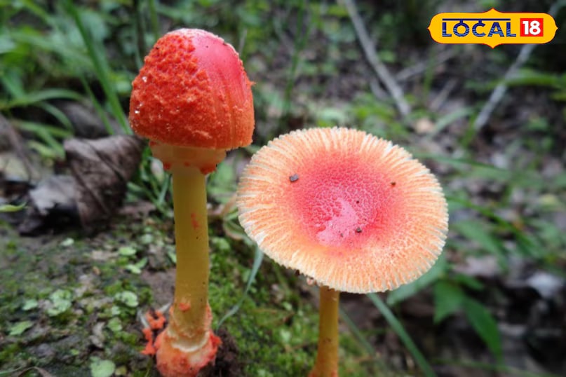 Many local folklore in Uttarakhand about mushrooms can be misleading. Sayings like ‘Poisonous mushrooms are avoided by mongooses’ or ‘Camels don’t eat poisonous mushrooms’ are not based on science and can be dangerous. Just because an animal avoids or consumes something doesn't make it safe or unsafe for humans. Some toxic mushrooms look completely harmless, making scientific testing or expert guidance the only reliable ways to identify them. (News18 Hindi) Many local folklore in Uttarakhand about mushrooms can be misleading. Sayings like ‘Poisonous mushrooms are avoided by mongooses’ or ‘Camels don’t eat poisonous mushrooms’ are not based on science and can be dangerous. Just because an animal avoids or consumes something doesn't make it safe or unsafe for humans. Some toxic mushrooms look completely harmless, making scientific testing or expert guidance the only reliable ways to identify them. (News18 Hindi)
