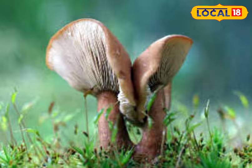 If you're collecting mushrooms in the forests of Uttarakhand, always consult a knowledgeable local or a botany expert. In places like Bageshwar, several villagers have years of experience distinguishing between edible and toxic varieties. Never consume unknown mushrooms based solely on appearance. Children and elderly individuals should be especially cautious, as hospitals frequently report mushroom poisoning cases during the monsoon. (News18 Hindi) If you're collecting mushrooms in the forests of Uttarakhand, always consult a knowledgeable local or a botany expert. In places like Bageshwar, several villagers have years of experience distinguishing between edible and toxic varieties. Never consume unknown mushrooms based solely on appearance. Children and elderly individuals should be especially cautious, as hospitals frequently report mushroom poisoning cases during the monsoon. (News18 Hindi)