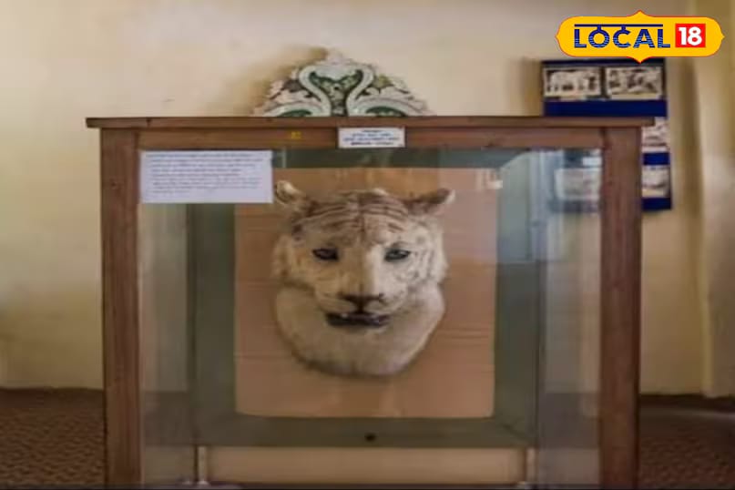 Madhya Pradesh, often called the Tiger State of India, is home to the country’s highest number of tigers. But few know that it also gave the world its first white tiger. In 1951, a rare white tiger was discovered in the forests of Rewa. This majestic animal, later named ‘Mohan’ by King Martand Singh of Rewa, went on to become a royal companion and the start of a remarkable legacy. (News18 Hindi) 