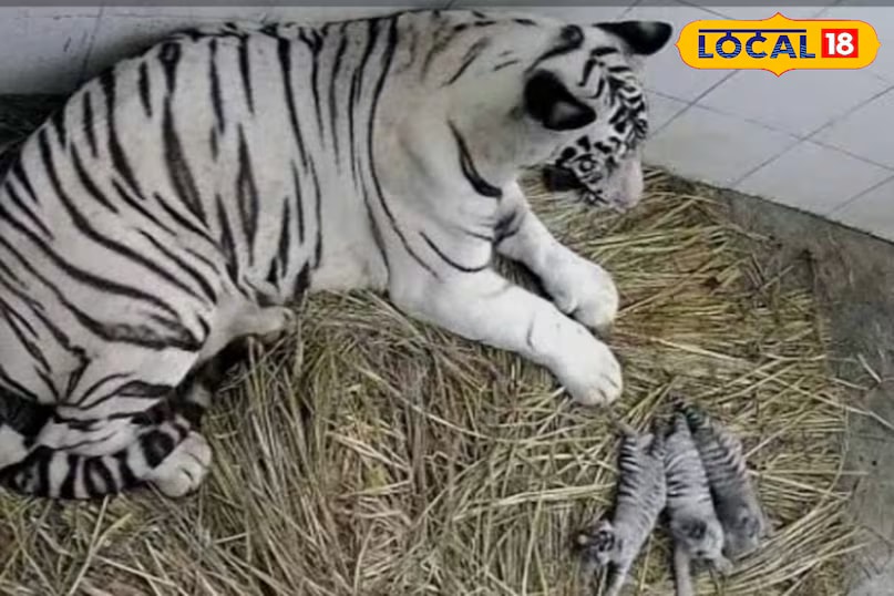 Raja, Rani, Mohini, and Sakeshi - the world’s first naturally born white tigers. (News18 Hindi) Raja, Rani, Mohini, and Sakeshi - the world’s first naturally born white tigers. (News18 Hindi)