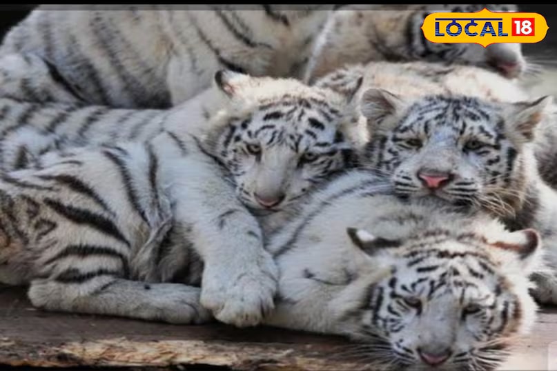 Interestingly, the existence of white tigers in India predates Mohan. Historical texts like the Akbarnama mention that Mughal Emperor Akbar hunted two white tigers in 1561. Yet, it was Mohan who carved a special place in history, not just as a rare animal, but as a symbol of Rewa’s royal legacy and India’s rich wildlife heritage. (News18 Hindi) Interestingly, the existence of white tigers in India predates Mohan. Historical texts like the Akbarnama mention that Mughal Emperor Akbar hunted two white tigers in 1561. Yet, it was Mohan who carved a special place in history, not just as a rare animal, but as a symbol of Rewa’s royal legacy and India’s rich wildlife heritage. (News18 Hindi)
