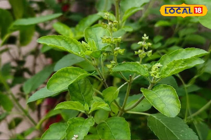 Many people place basil pots in areas with harsh sunlight, but experts advise against exposing the plant to intense sun, especially during the summer. Gentle sunlight in the morning or evening is beneficial, but strong afternoon heat can damage the leaves. It’s best to move the pot to a shaded area during peak hours. (News18 Hindi) Many people place basil pots in areas with harsh sunlight, but experts advise against exposing the plant to intense sun, especially during the summer. Gentle sunlight in the morning or evening is beneficial, but strong afternoon heat can damage the leaves. It’s best to move the pot to a shaded area during peak hours. (News18 Hindi)