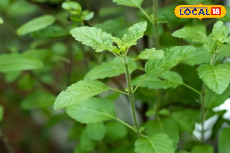 According to traditional beliefs, a dying basil plant at home is considered inauspicious. However, Ravikant offers a few simple care tips to help keep your basil plant at home healthy and thriving. Regular pruning is key to maintaining a lush and dense basil plant. Trimming the branches at the right time encourages healthy growth and branching, ensuring the plant remains robust and full. (News18 Hindi) According to traditional beliefs, a dying basil plant at home is considered inauspicious. However, Ravikant offers a few simple care tips to help keep your basil plant at home healthy and thriving. Regular pruning is key to maintaining a lush and dense basil plant. Trimming the branches at the right time encourages healthy growth and branching, ensuring the plant remains robust and full. (News18 Hindi)