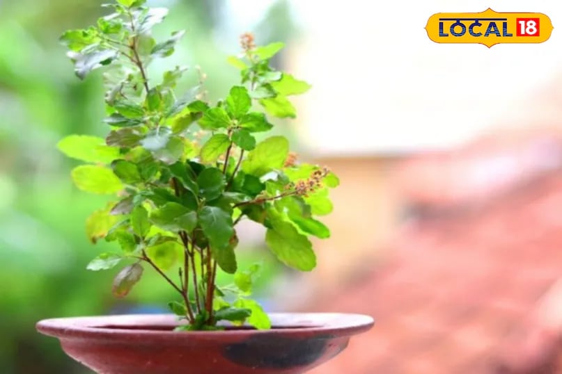 A unique tip from Ravikant is to crush ordinary chalk (the type used on children’s slates) and mix it into the soil before watering. This helps replenish calcium in the soil, promoting greener, healthier growth and helping revive wilting plants. (News18 Hindi) A unique tip from Ravikant is to crush ordinary chalk (the type used on children’s slates) and mix it into the soil before watering. This helps replenish calcium in the soil, promoting greener, healthier growth and helping revive wilting plants. (News18 Hindi)