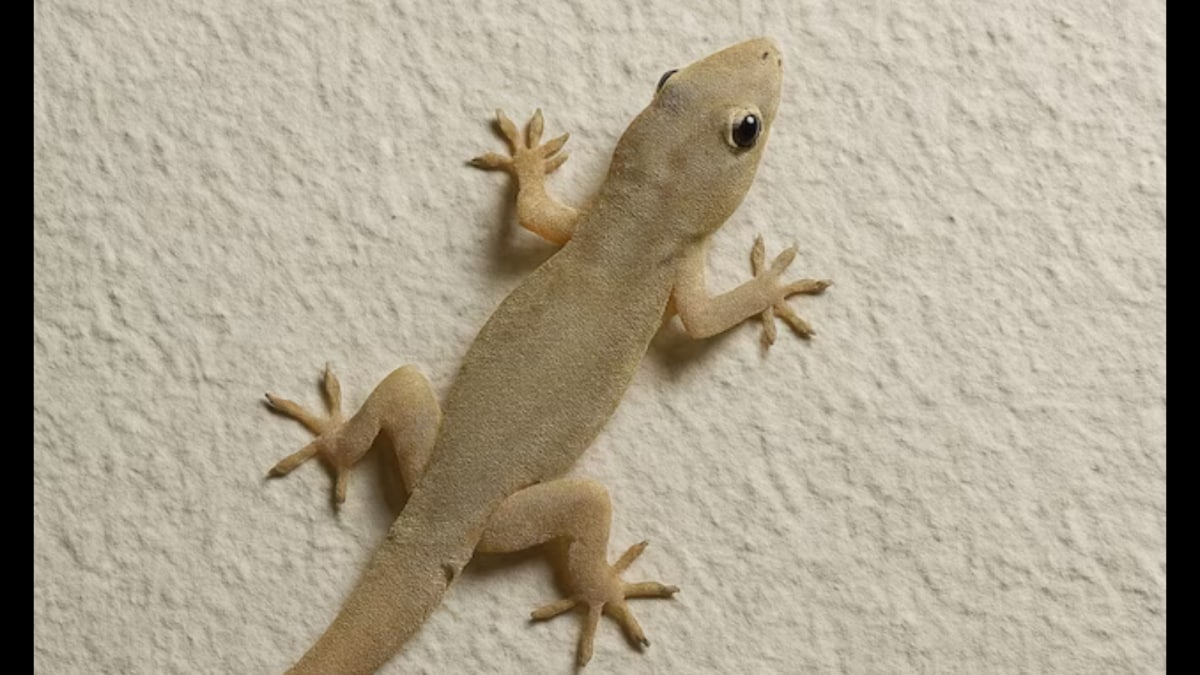 Sick Of Lizards At Home? Check Out These 8 Cheap & Effective Home Remedies This Monsoon