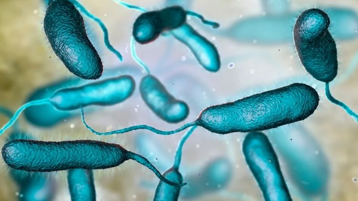 The Deadly Flesh-Eating Bacteria: What You Need To Know About Vibrio Vulnificus | Health and Fitness News